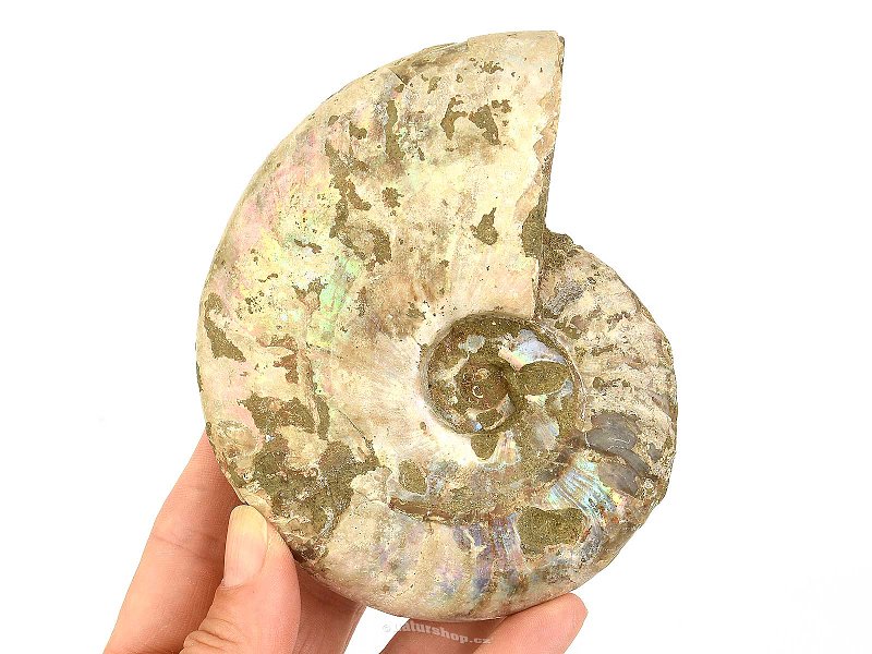 Ammonite whole with opal luster 367g