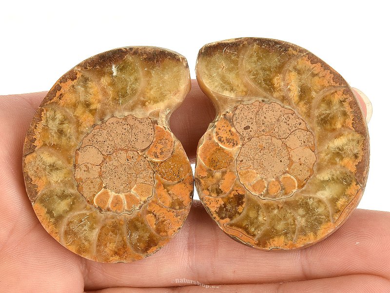 Ammonite pair from Madagascar 48g