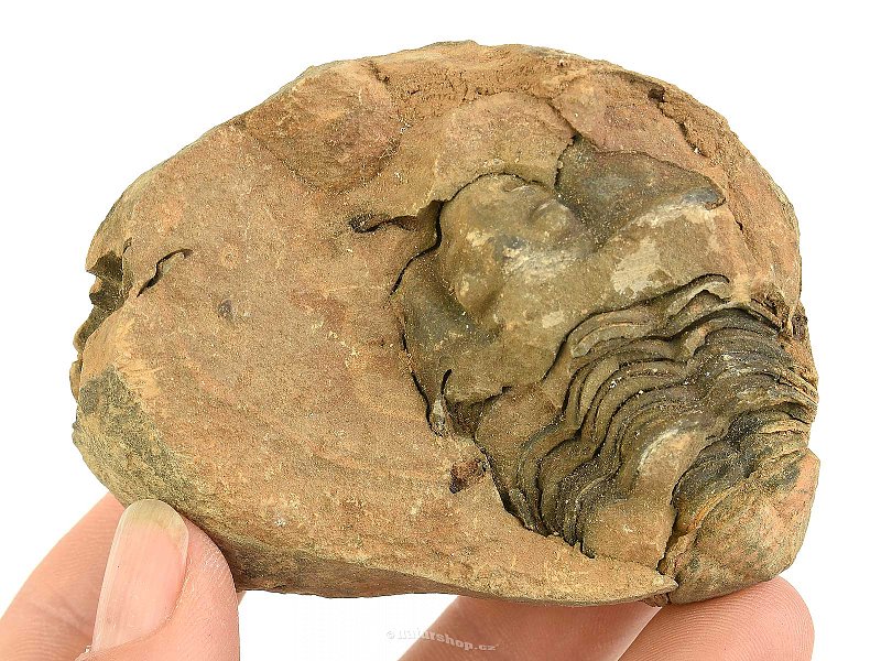 Trilobit Calymene positiv z Maroka 125g