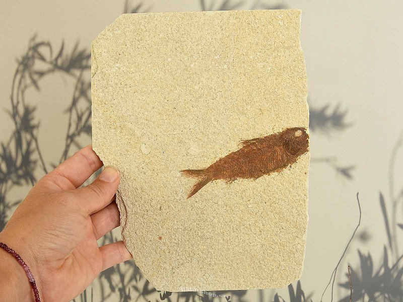 Ryba fosilní Knightia alta (USA) 401g