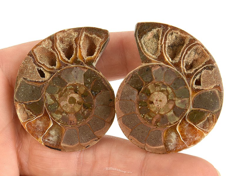 Amonit pár z Madagaskaru 34g