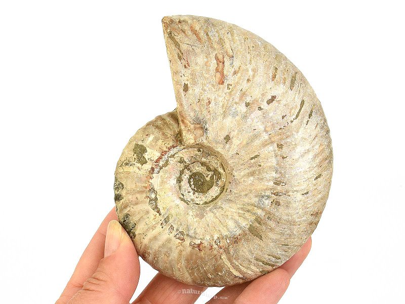 Smooth ammonite 354g in total