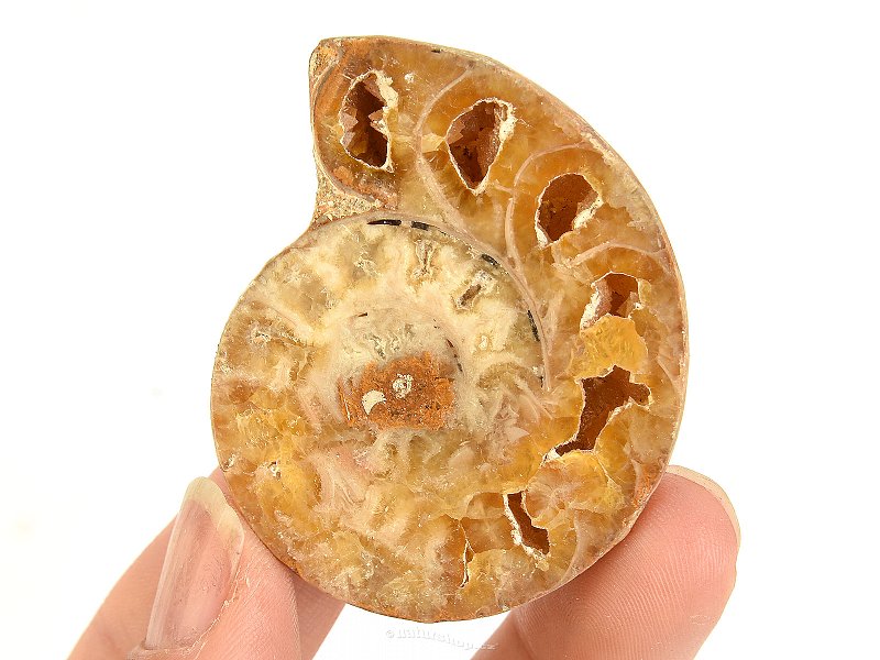 Ammonite half from Madagascar 32g