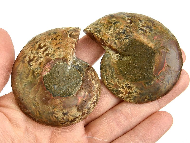 Pair of ammonites from Madagascar 96g