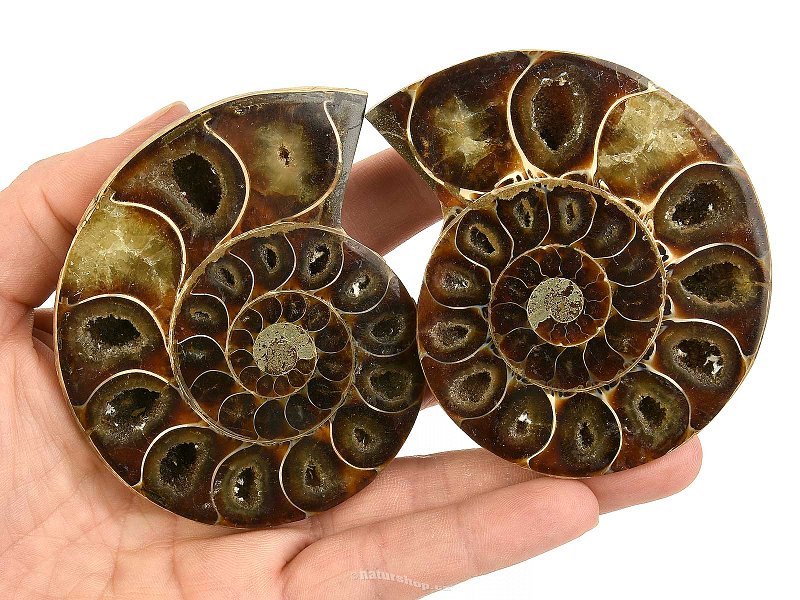 Pair of ammonites from Madagascar 210g