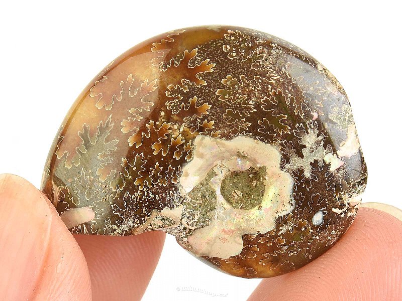 Fossil ammonite 11g in total