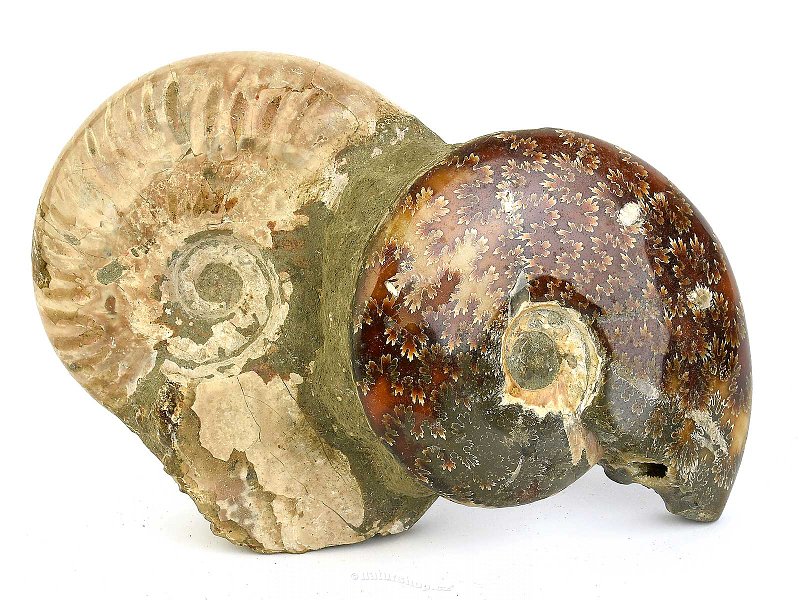 Ammonite conglomerate (Madagascar) 1207g