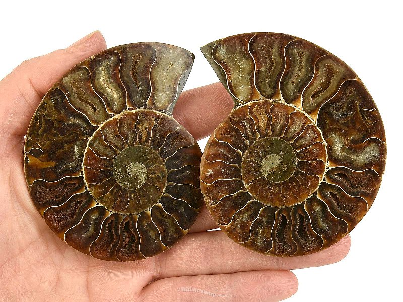 Pair of ammonites from Madagascar 147g