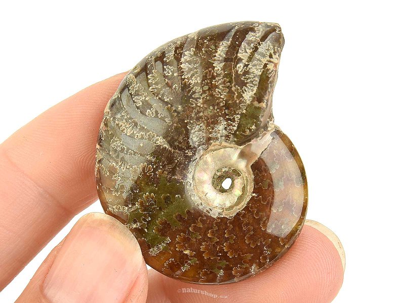 Fossil ammonite whole from Madagascar 21g