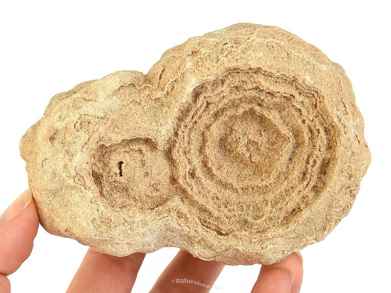 Fossil stromatolite (Morocco) 753g