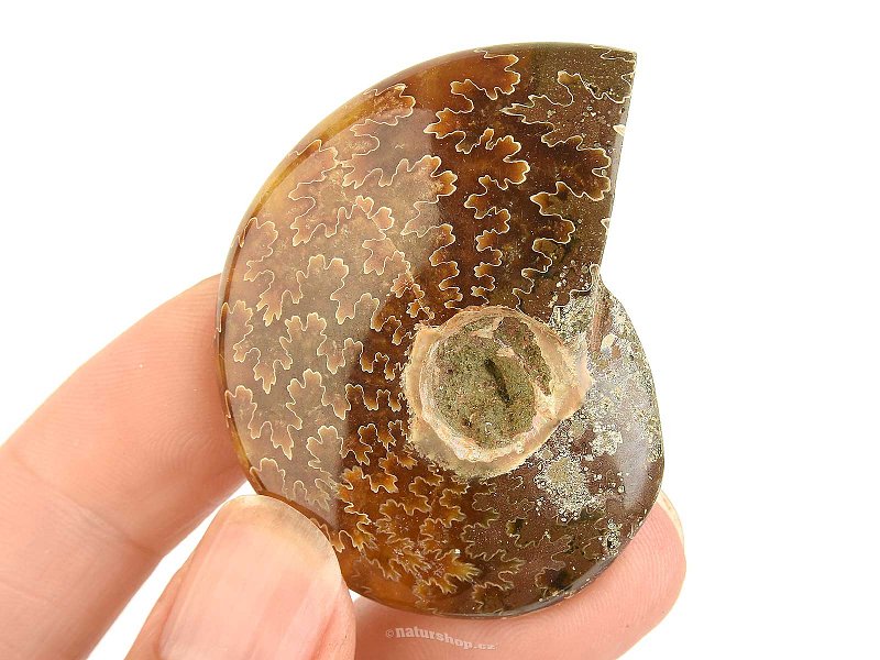 Fossil ammonite in total 30g