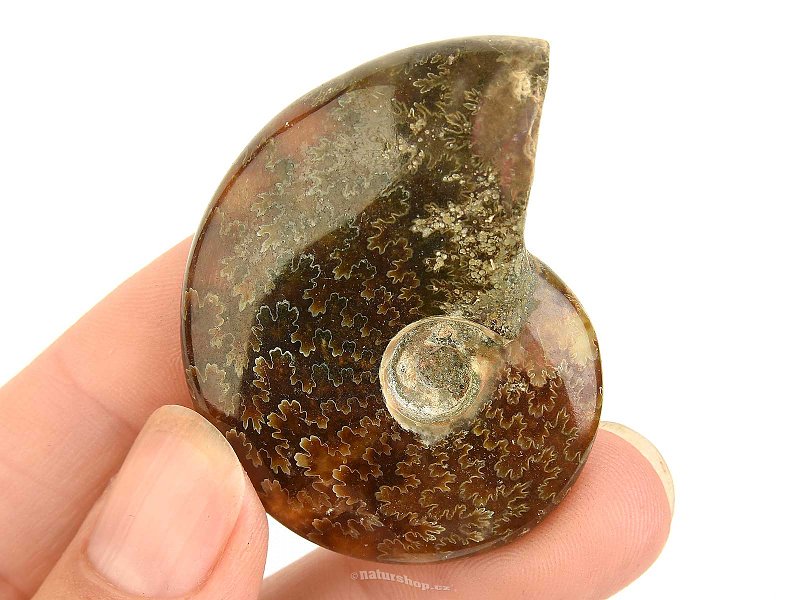 Fossil ammonite in total 28g