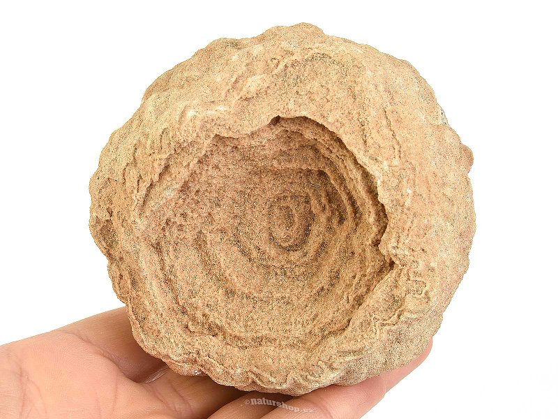 Fossil stromatolite (Morocco) 680g