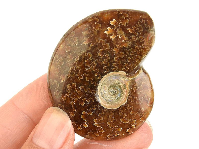 Fossil ammonite in total 39g