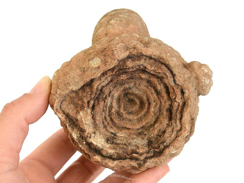 Fossil stromatolite (Morocco) 981g