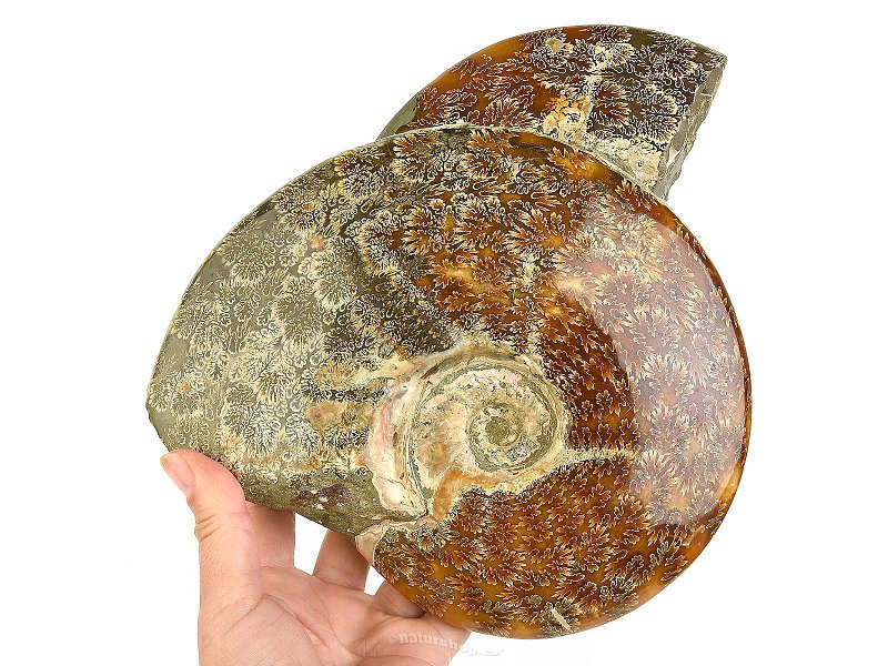 Ammonite conglomerate (Madagascar) 3284g