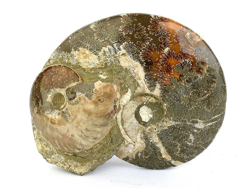 Ammonite conglomerate (Madagascar) 1469g