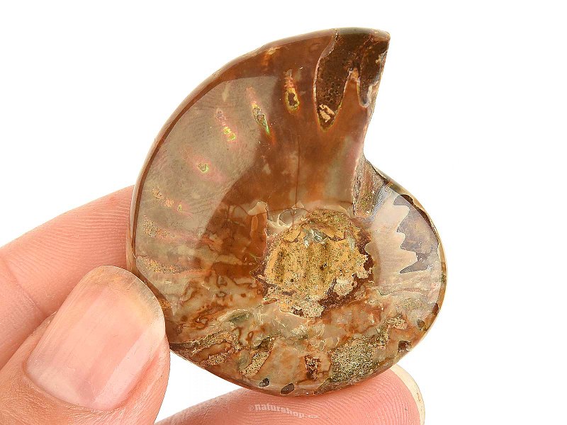Fossil ammonite in total 23g
