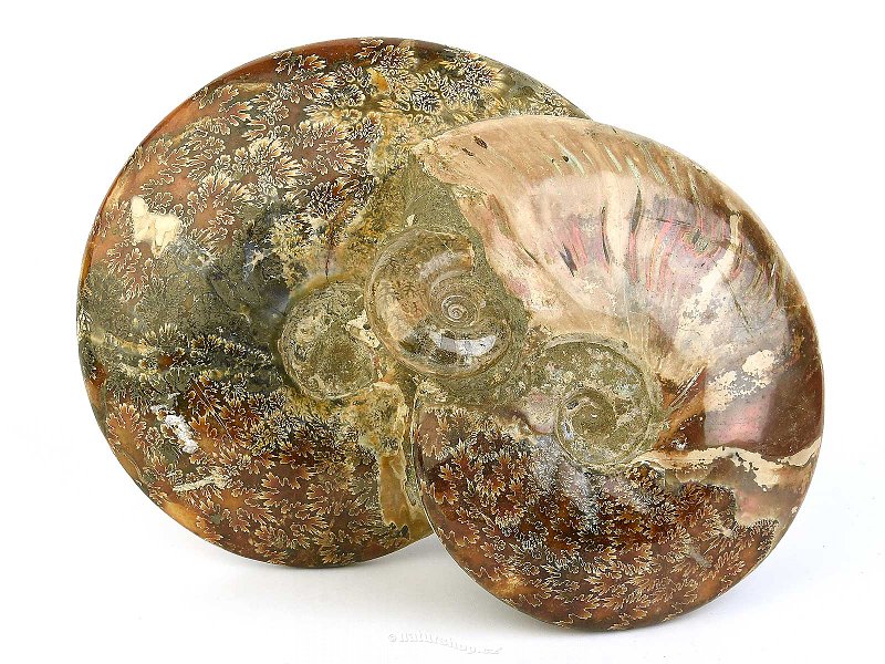 Ammonite conglomerate (Madagascar) 3635g