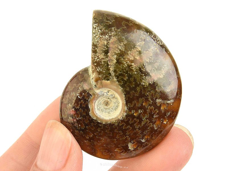 Fossil ammonite whole from Madagascar 30g