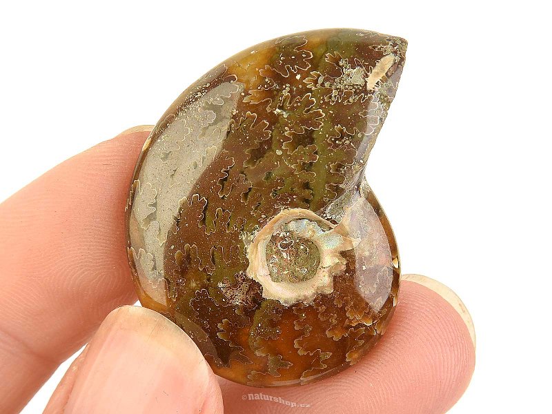 Fossil ammonite whole from Madagascar (14g)