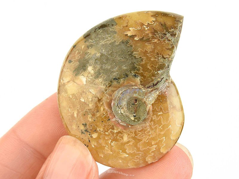 Fossil ammonite in total 29g