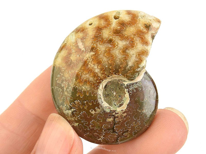 Fossil ammonite whole from Madagascar 23g