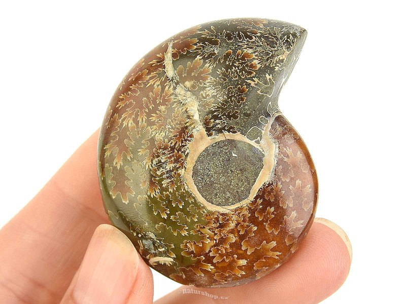 Fossil ammonite whole from Madagascar 52g