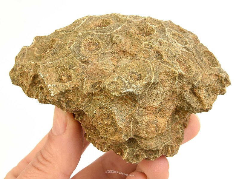 Fossil coral from Morocco 315g