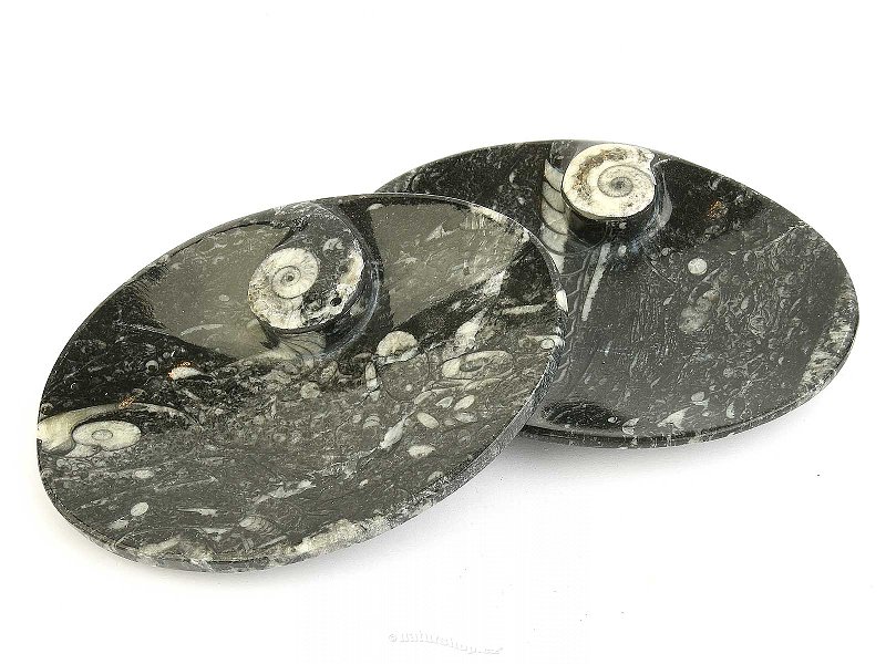 Bowl goniatite bowl oval from Morocco