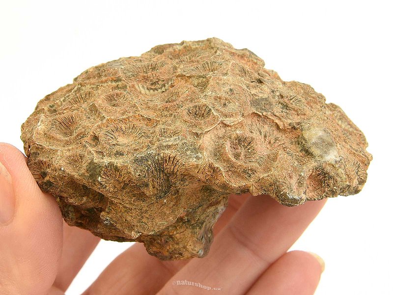 Fossil coral from Morocco 194g