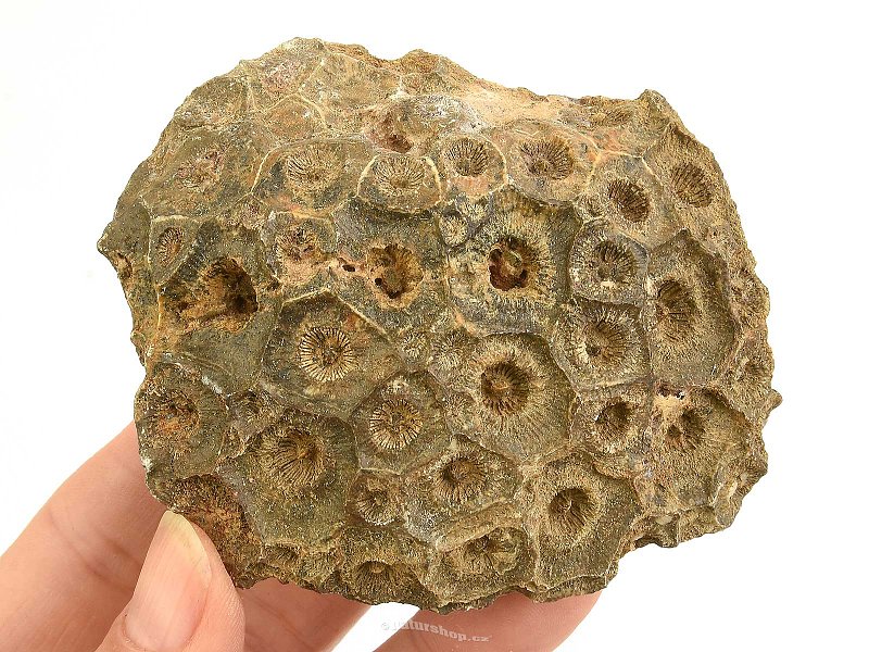 Fossil coral from Morocco 206g
