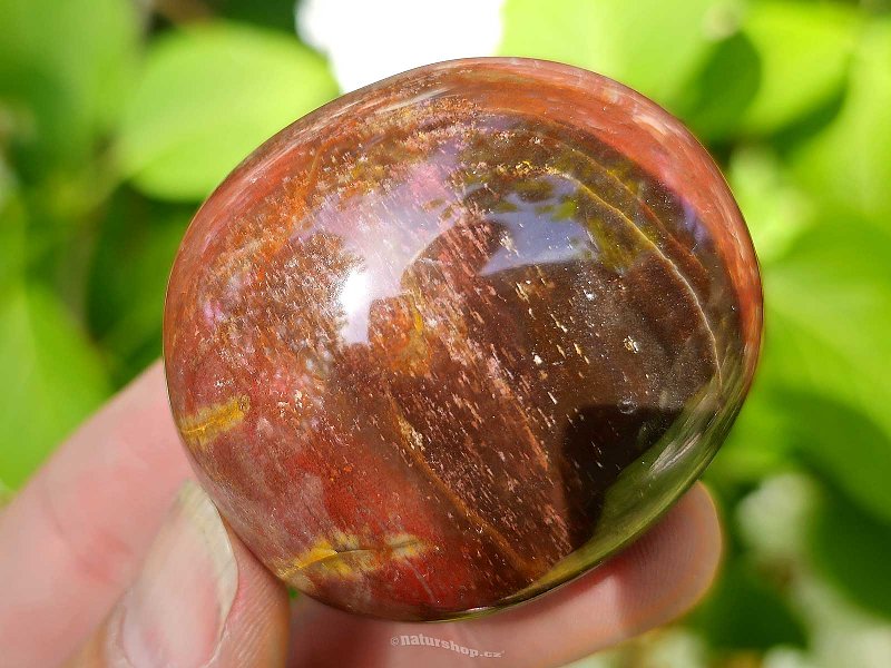 Petrified wood smooth stone from Madagascar (79g)