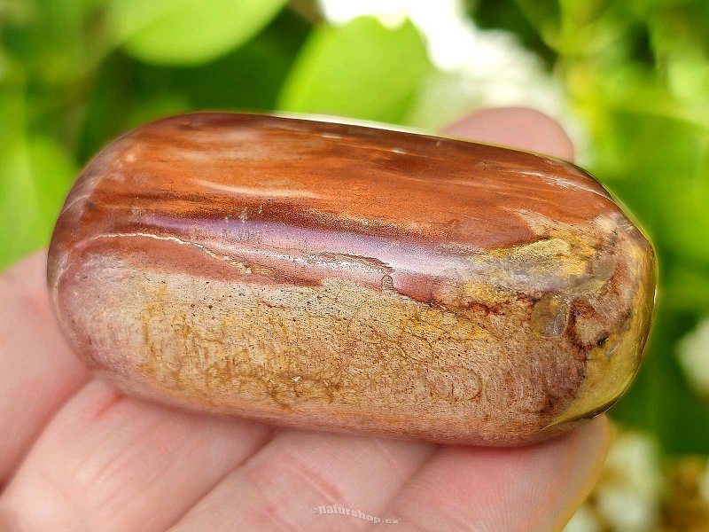 Petrified wood smooth stone from Madagascar 79g