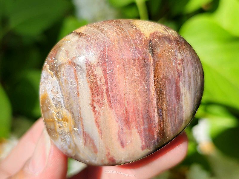 Petrified wood smooth stone from Madagascar (102g)