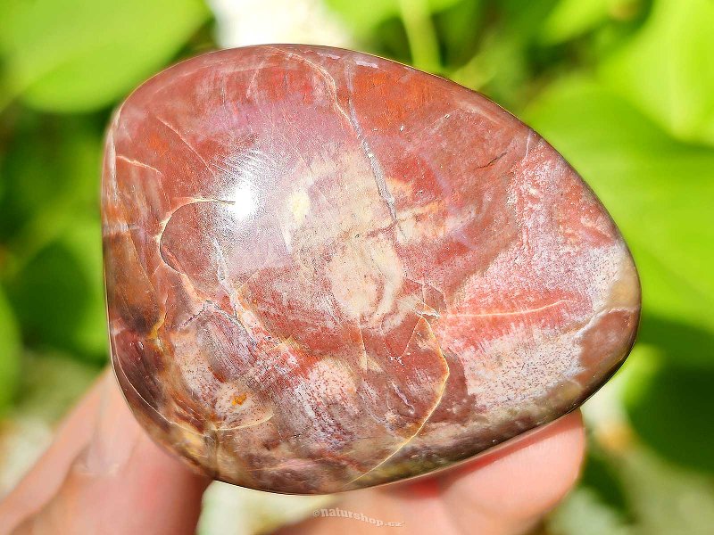 Petrified wood smooth stone from Madagascar 126g