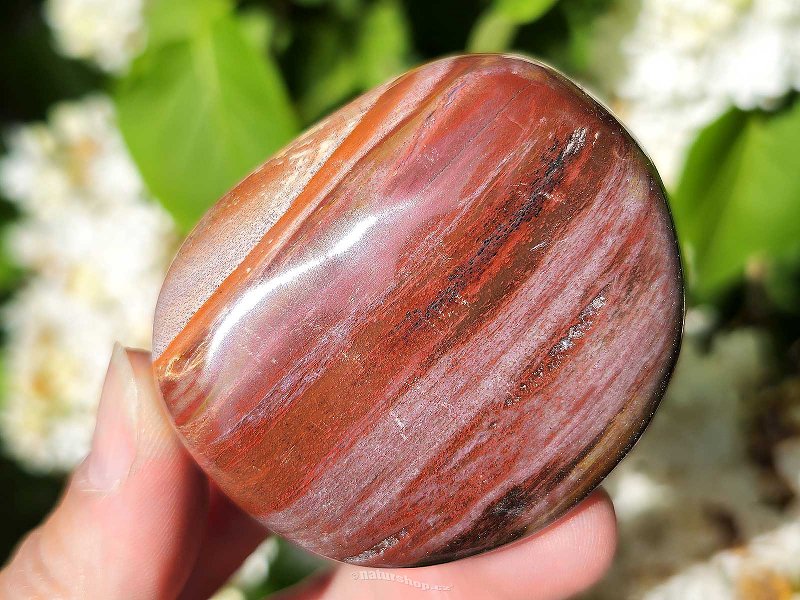 Petrified wood smooth stone (Madagascar) 157g