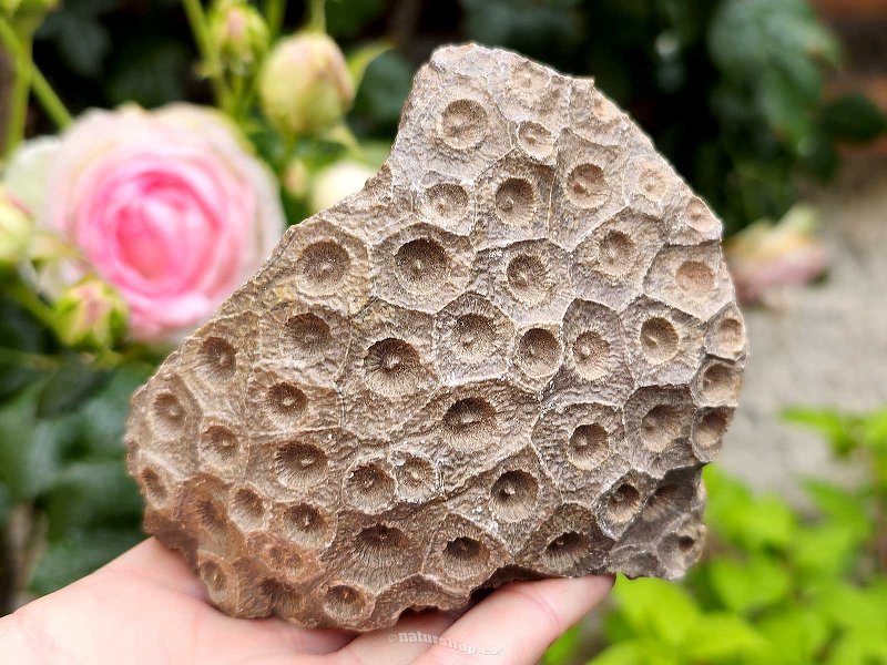 Fossilized coral from Morocco 419g