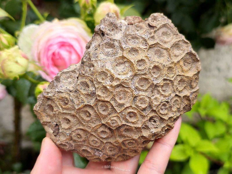 Fossilized coral from Morocco 409g