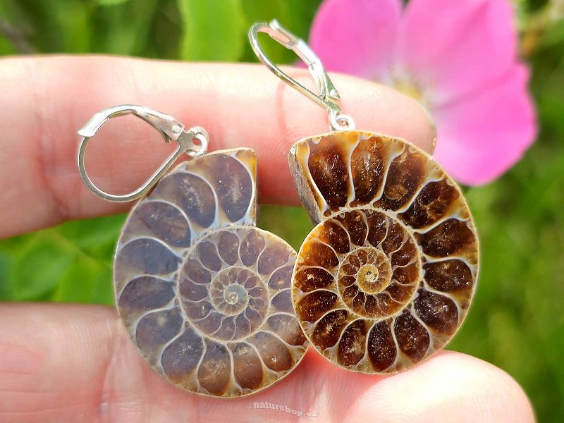 Ammonite clasp earrings Ag 925/1000 11.6g