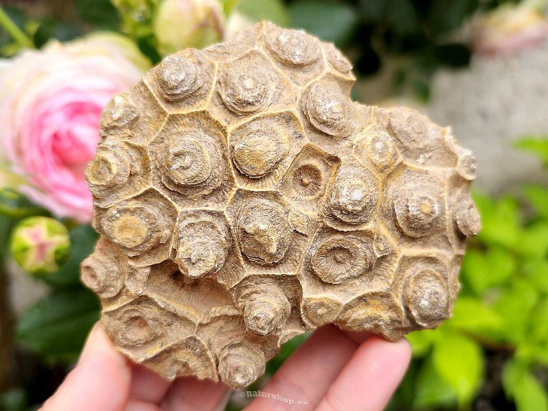 Zkamenělý korál z Maroka 323g