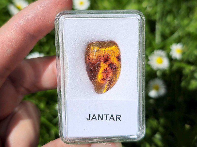Polished amber from Lithuania (1.5g)