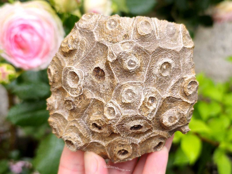 Zkamenělý korál z Maroka 290g