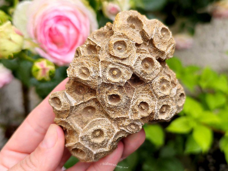Zkamenělý korál z Maroka 335g