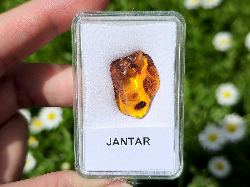 Polished amber from Lithuania (1.6g)