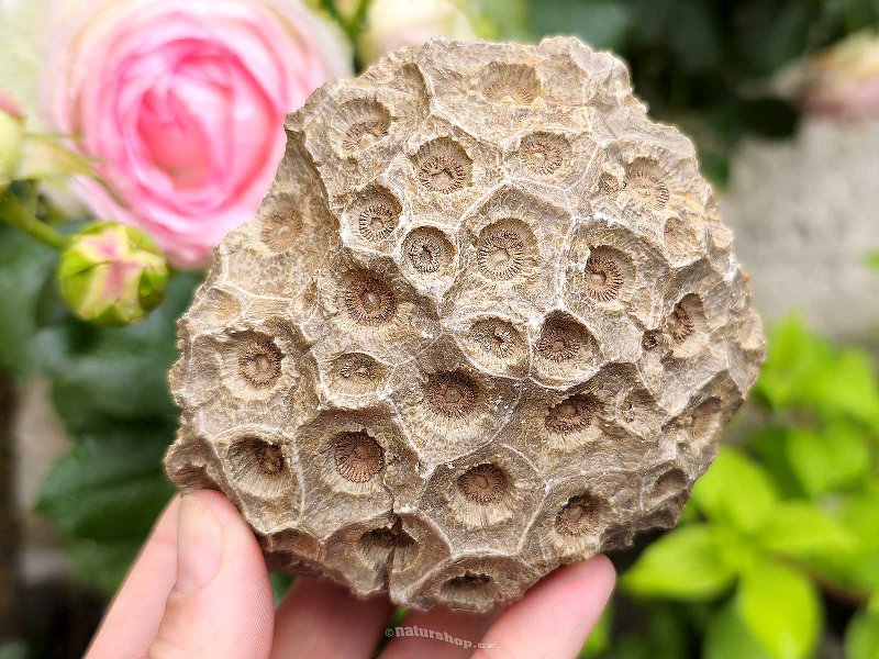 Fossilized coral from Morocco 442g
