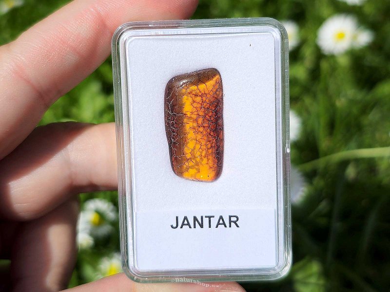 Polished amber from Lithuania 1.1g