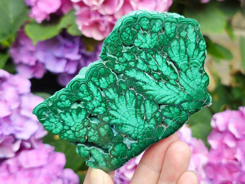 Malachite slice shiny Congo, Africa 276g