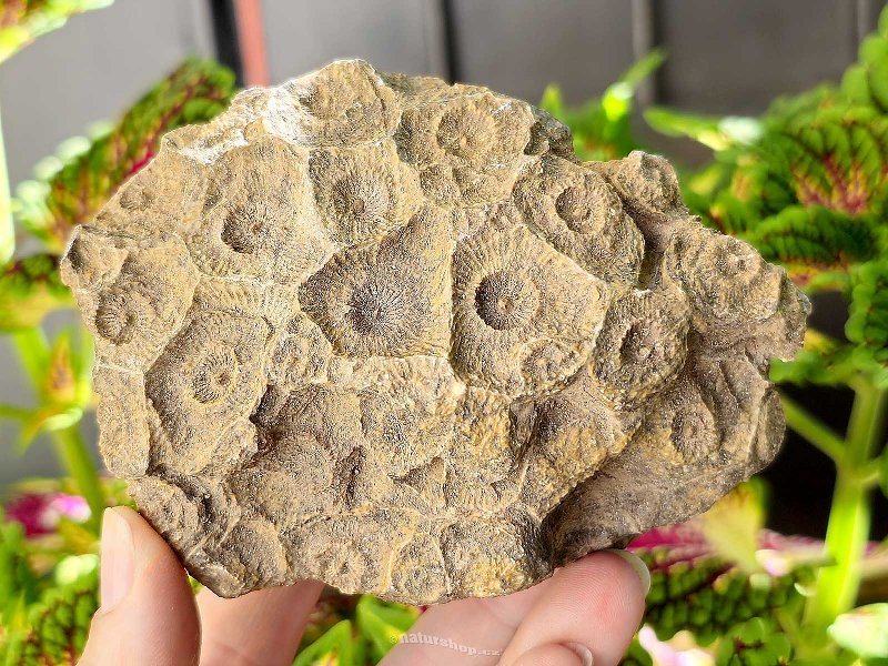 Petrified coral 392g (Morocco)