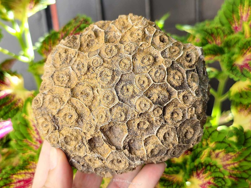 Petrified coral 508g (Morocco)